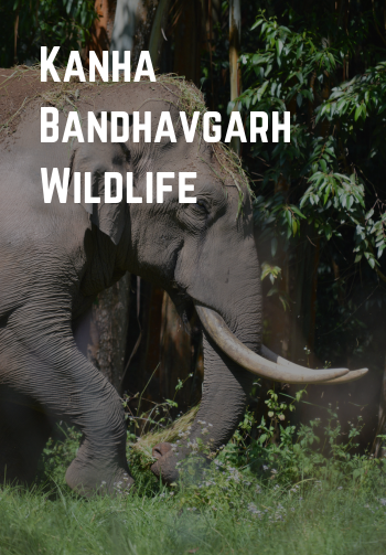 Kanha Bandhavgarh Wildlife