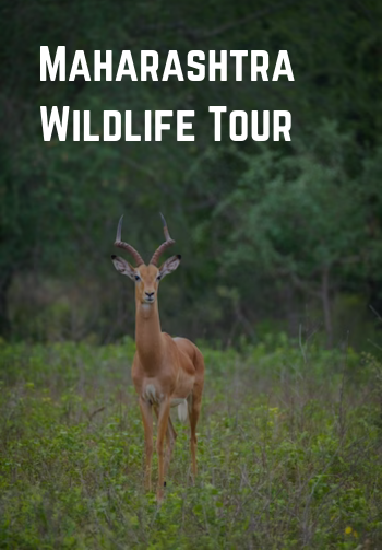 Maharashtra Wildlife tour