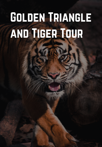 Golden Triangle and Tiger Tour