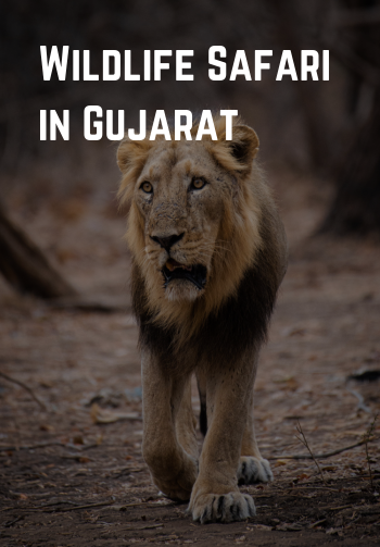 Wildlife Safari in Gujarat