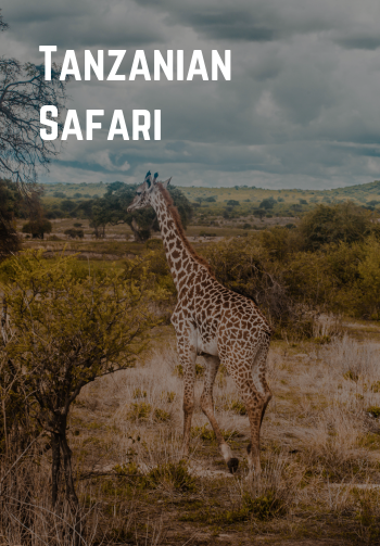 Tanzanian Safari