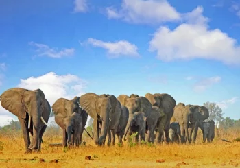 african-elephants-standing-african-savannah