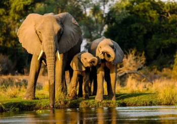 closeup-shot-elephants-standing-near-lake-sunset