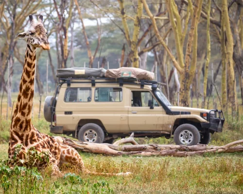 giraffe-near-safari-car-national-park