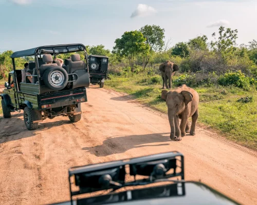 live-elephant-with-baby-safari