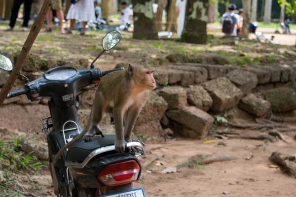 macaque-monkey-motor-bike (1)