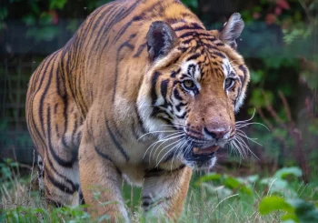 siberian-tiger-panthera-tigris-altaica