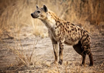 spotted-hyena